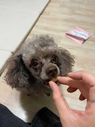 My Pet Care 천연단백질 관절건강에 개좋아 — 5점을 준 리뷰어가 2020년 11월 올린 사용 사진