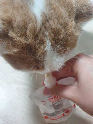 [캣시피] 고양이들의 반찬, 대용량 츄르 3종 — 5점을 준 리뷰어가 2020년 8월 올린 사용 사진