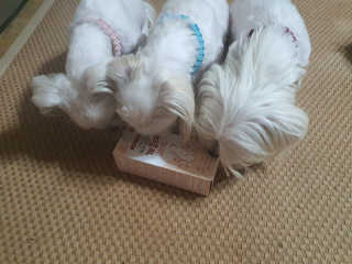 My Pet Care 모발과 모질 피부건강에 개좋아 — 4점을 준 리뷰어가 2020년 11월 올린 사용 사진