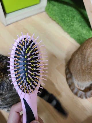 아이캔디 레인보우 볼륨S  브러쉬 for PET 미디엄 — 3점을 준 리뷰어가 2020년 11월 올린 사용 사진
