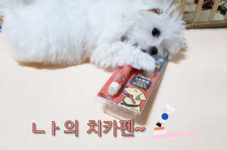 더펫원츠 [5초양치] 멍.치카펜 or 냥.치카펜 or 치카오일펜 — 5점을 준 리뷰어가 2020년 5월 올린 사용 사진