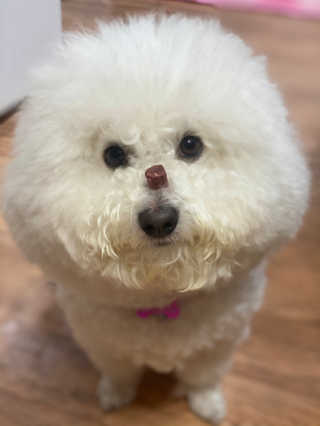 My Pet Care 천연단백질 눈건강에 개좋아 — 5점을 준 리뷰어가 2020년 12월 올린 사용 사진