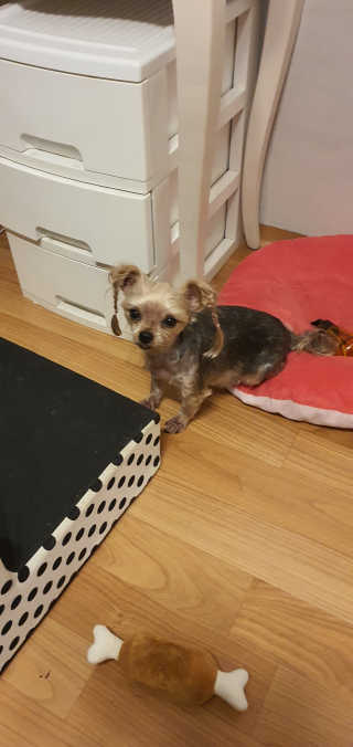 My Pet Care 모발과 모질 피부건강에 개좋아 — 5점을 준 리뷰어가 2020년 11월 올린 사용 사진