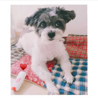[레드허니밤]자유펫 고양이 강아지 발바닥 밤 14g — 5점을 준 리뷰어가 2020년 7월 올린 사용 사진