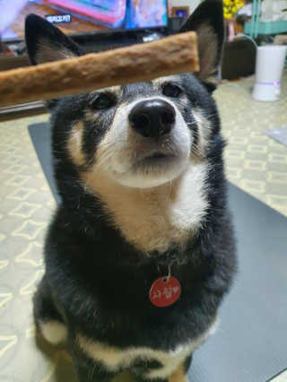 My Pet Care 천연단백질 치아건강에 개좋아 — 3점을 준 리뷰어가 2020년 11월 올린 사용 사진