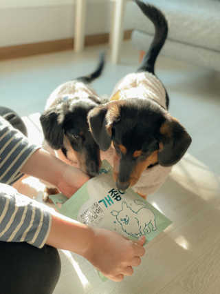 My Pet Care 천연단백질 눈건강에 개좋아 — 5점을 준 리뷰어가 2020년 11월 올린 사용 사진