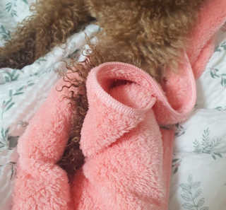코코몰리 보들보들 초극세사 프리미엄 펫전용 타올 — 5점을 준 리뷰어가 2020년 8월 올린 사용 사진