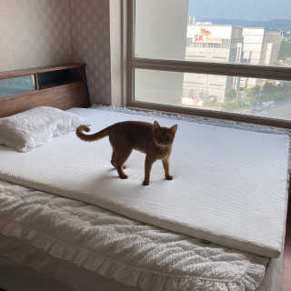 도도새님이 올린 리뷰 사진 1