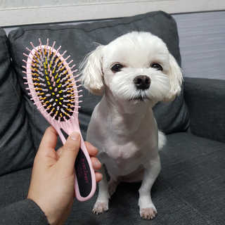 아이캔디 레인보우 볼륨S  브러쉬 for PET 미디엄 — 5점을 준 리뷰어가 2020년 11월 올린 사용 사진