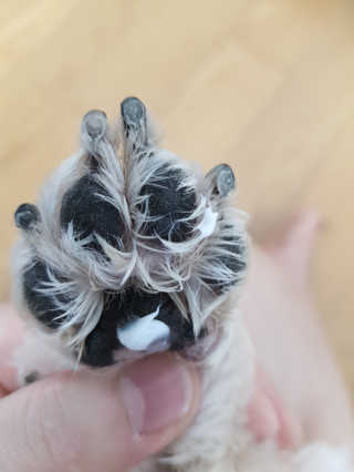 [자유펫] 시코니딘 고양이 강아지 피부 보습 연고 20g — 5점을 준 리뷰어가 2020년 8월 올린 사용 사진