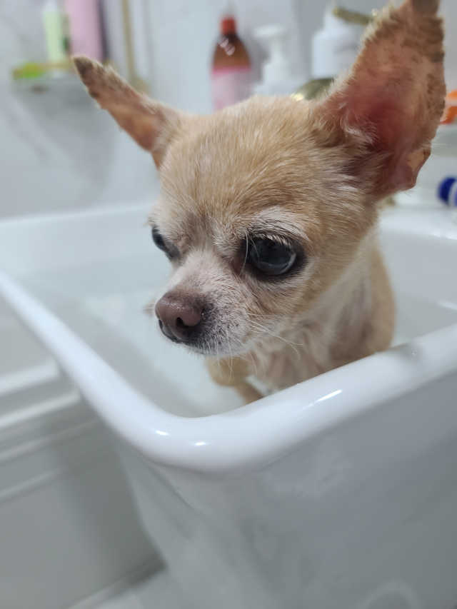강아지스토리 펫샴푸 300ml 리뷰 사진