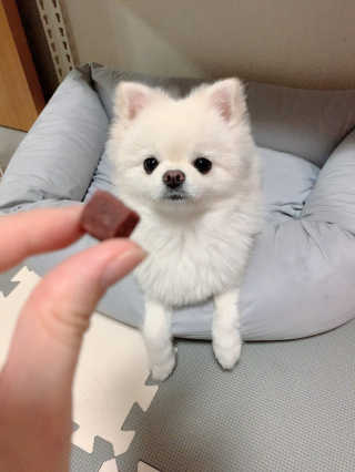 My Pet Care 천연단백질 눈건강에 개좋아 — 5점을 준 리뷰어가 2020년 12월 올린 사용 사진