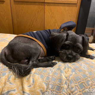 My Pet Care 천연단백질 치아건강에 개좋아 — 5점을 준 리뷰어가 2020년 12월 올린 사용 사진