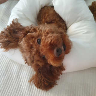 콩콩이님이 올린 리뷰 사진 1