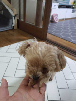 My Pet Care 천연단백질 관절건강에 개좋아 — 5점을 준 리뷰어가 2020년 11월 올린 사용 사진