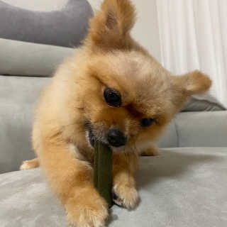 [푸디웜] 라포그 코어덴탈츄 그린 (10개입) — 5점을 준 리뷰어가 2020년 8월 올린 사용 사진