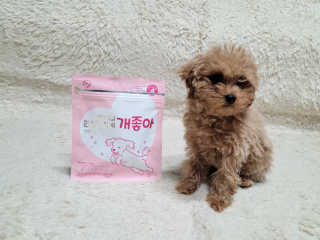 My Pet Care 천연단백질 관절건강에 개좋아 — 5점을 준 리뷰어가 2020년 12월 올린 사용 사진