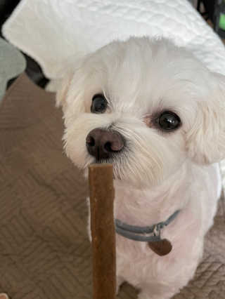 My Pet Care 천연단백질 치아건강에 개좋아 — 5점을 준 리뷰어가 2020년 11월 올린 사용 사진