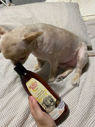 버츠비 케어플러스 릴리빙 컨디셔너_카모마일,로즈마리 — 4점을 준 리뷰어가 2020년 8월 올린 사용 사진