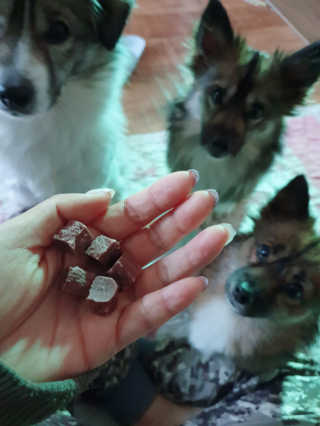 My Pet Care 천연단백질 눈건강에 개좋아 — 5점을 준 리뷰어가 2020년 12월 올린 사용 사진