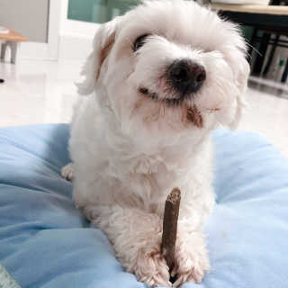 My Pet Care 천연단백질 치아건강에 개좋아 — 5점을 준 리뷰어가 2020년 12월 올린 사용 사진