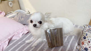 My Pet Care 천연단백질 치아건강에 개좋아 — 5점을 준 리뷰어가 2020년 11월 올린 사용 사진