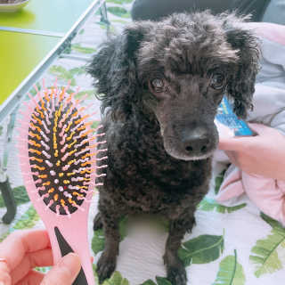 아이캔디 레인보우 볼륨S  브러쉬 for PET 미디엄 — 5점을 준 리뷰어가 2020년 12월 올린 사용 사진