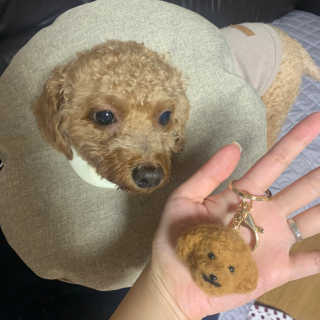 버츠비 퍼피투인원 티어리스 샴푸 앤 컨디셔너 — 5점을 준 리뷰어가 2020년 10월 올린 사용 사진