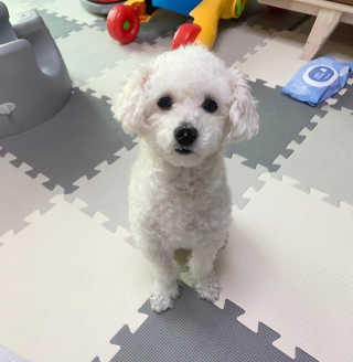 아이캔디 레인보우 볼륨S  브러쉬 for PET 미디엄 — 5점을 준 리뷰어가 2020년 12월 올린 사용 사진