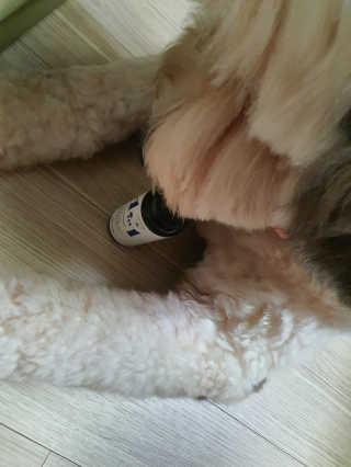 강아지스토리 포인원 모이스처 미스트 100ml — 4점을 준 리뷰어가 2020년 6월 올린 사용 사진
