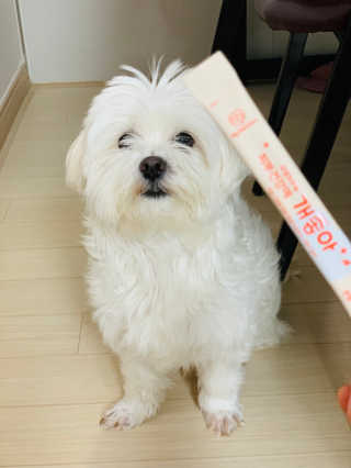 My Pet Care 모발과 모질 피부건강에 개좋아 — 3.5점을 준 리뷰어가 2020년 11월 올린 사용 사진