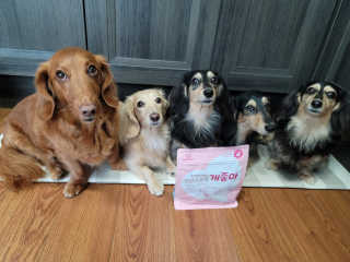 My Pet Care 천연단백질 관절건강에 개좋아 — 5점을 준 리뷰어가 2020년 11월 올린 사용 사진
