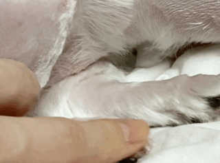 [자유펫] 시코니딘 고양이 강아지 피부 보습 연고 20g — 5점을 준 리뷰어가 2020년 8월 올린 사용 사진