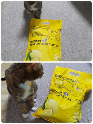 겟플렉스 켓플렉스 캣츠룸BS-1 고양이모래 4kg — 5점을 준 리뷰어가 2020년 12월 올린 사용 사진
