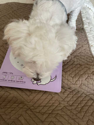 My Pet Care 천연단백질 치아건강에 개좋아 — 5점을 준 리뷰어가 2020년 11월 올린 사용 사진