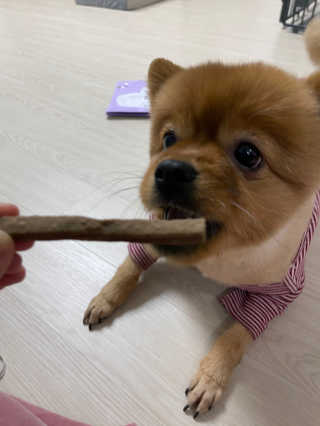 My Pet Care 천연단백질 치아건강에 개좋아 — 5점을 준 리뷰어가 2020년 12월 올린 사용 사진