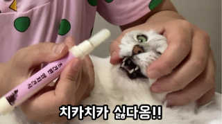 더펫원츠 [댕냥이 치석제거 덴탈오일] 치카오일+셀프스케일러 — 5점을 준 리뷰어가 2020년 6월 올린 사용 사진