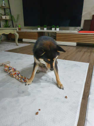 My Pet Care 천연단백질 치아건강에 개좋아 — 5점을 준 리뷰어가 2020년 11월 올린 사용 사진