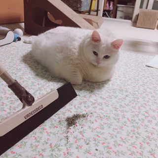 바네스데코 리빙 화장실 물기제거 물밀대 청소용품 — 4점을 준 리뷰어가 2020년 6월 올린 사용 사진