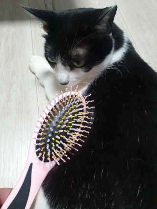 아이캔디 레인보우 볼륨S  브러쉬 for PET 미디엄 — 5점을 준 리뷰어가 2020년 11월 올린 사용 사진