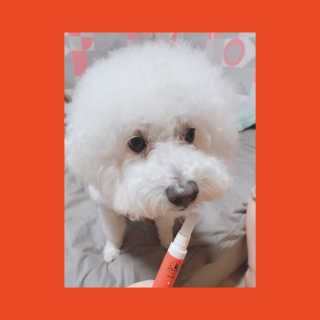 더펫원츠 [5초양치] 멍.치카펜 or 냥.치카펜 or 치카오일펜 — 4점을 준 리뷰어가 2020년 5월 올린 사용 사진
