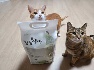 펫토리아 한삽뚝딱 프리미엄 고양이 두부모래 — 4점을 준 리뷰어가 2020년 8월 올린 사용 사진