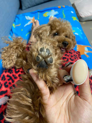 [레드허니밤]자유펫 고양이 강아지 발바닥 밤 14g — 5점을 준 리뷰어가 2020년 7월 올린 사용 사진