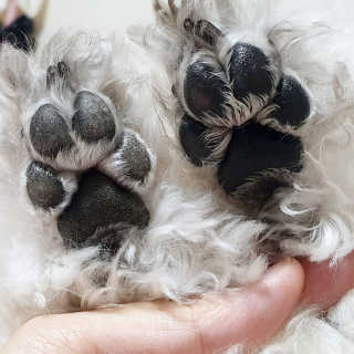 [레드허니밤]자유펫 고양이 강아지 발바닥 밤 14g — 5점을 준 리뷰어가 2020년 7월 올린 사용 사진