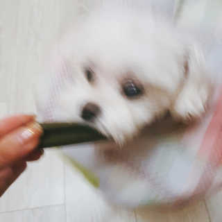 [푸디웜] 라포그 코어덴탈츄 그린 (10개입) — 4점을 준 리뷰어가 2020년 10월 올린 사용 사진