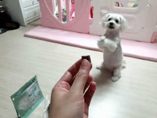 My Pet Care 천연단백질 눈건강에 개좋아 — 5점을 준 리뷰어가 2020년 12월 올린 사용 사진