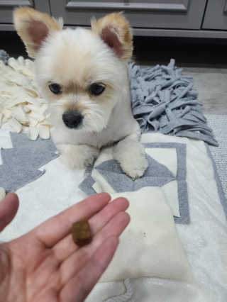 My Pet Care 천연단백질 관절건강에 개좋아 — 4점을 준 리뷰어가 2020년 11월 올린 사용 사진