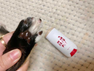 [레드허니밤]자유펫 고양이 강아지 발바닥 밤 14g — 5점을 준 리뷰어가 2020년 7월 올린 사용 사진