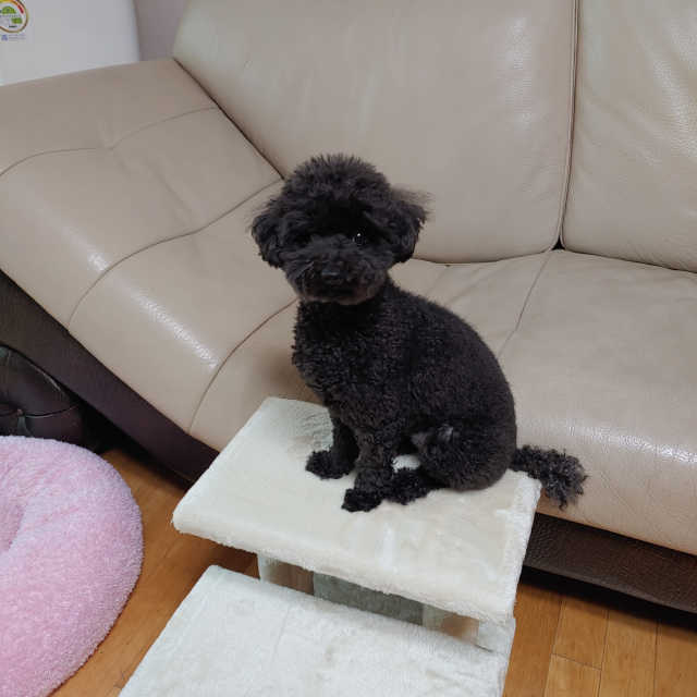 한탭뚝딱 2단 원목 강아지계단 리뷰 사진