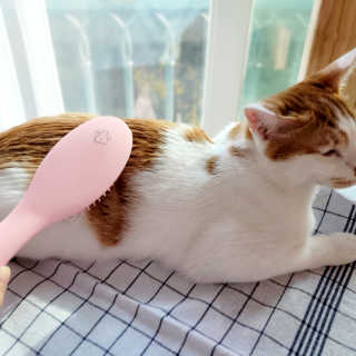 아이캔디 레인보우 볼륨S  브러쉬 for PET 미디엄 — 5점을 준 리뷰어가 2020년 11월 올린 사용 사진
